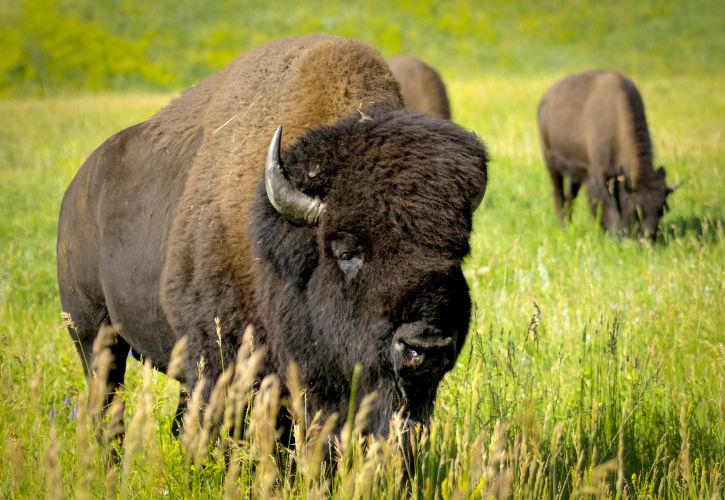 Top 5 Tourist Attractions in Custer, South Dakota