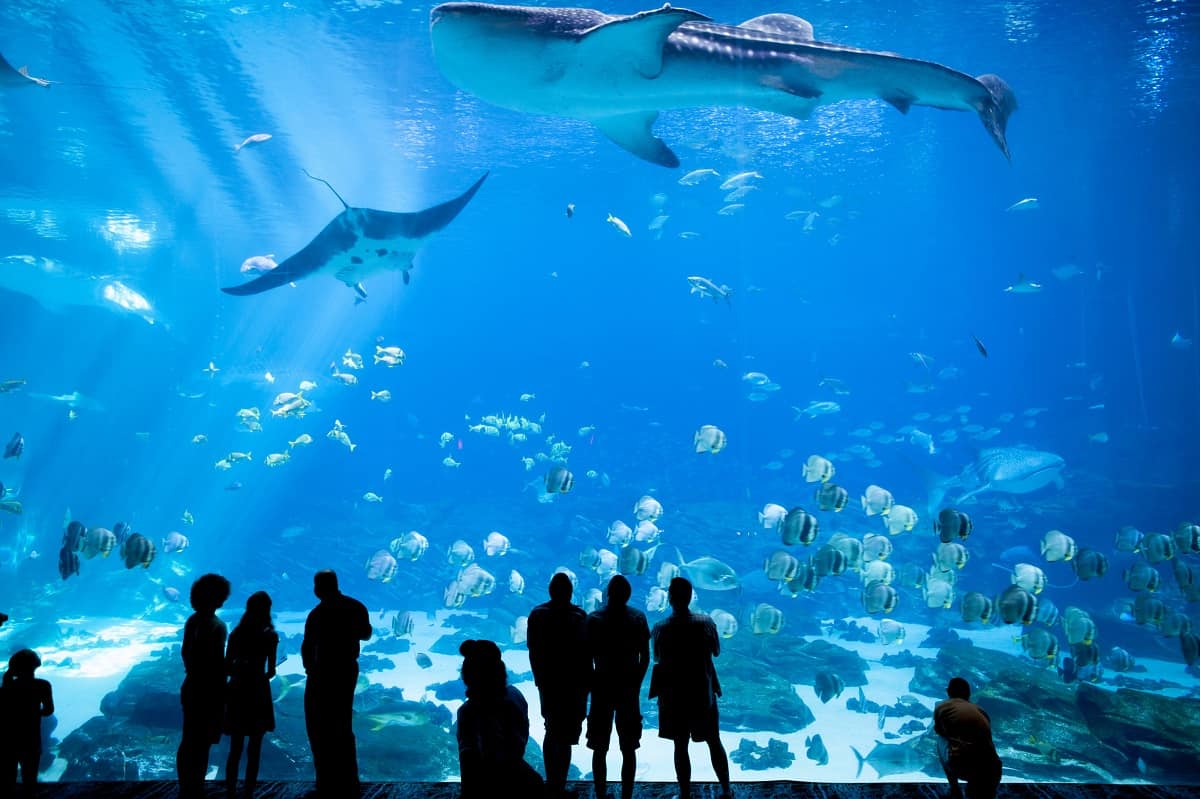 25 Best Aquariums in the US to Visit in 2023