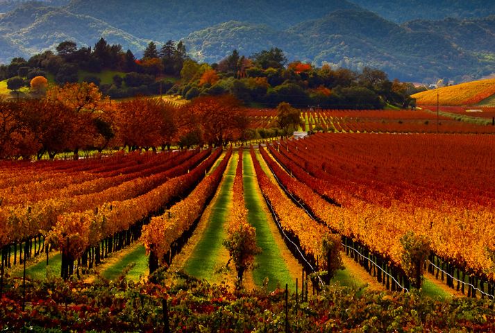 Top 10 Weekend Trips for Wine Lover in the USA