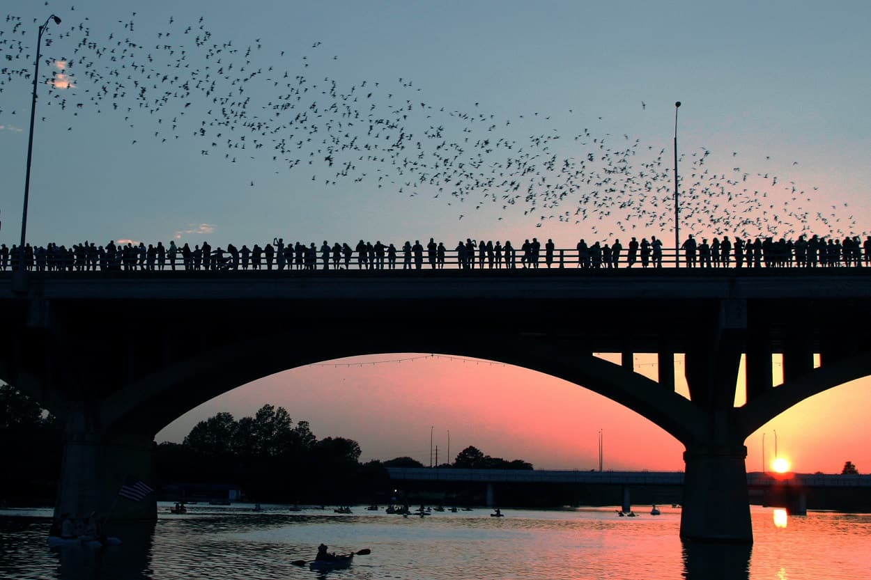 Congress Avenue Bridge and Austin Bats