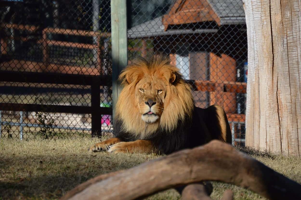 Amarillo Zoo