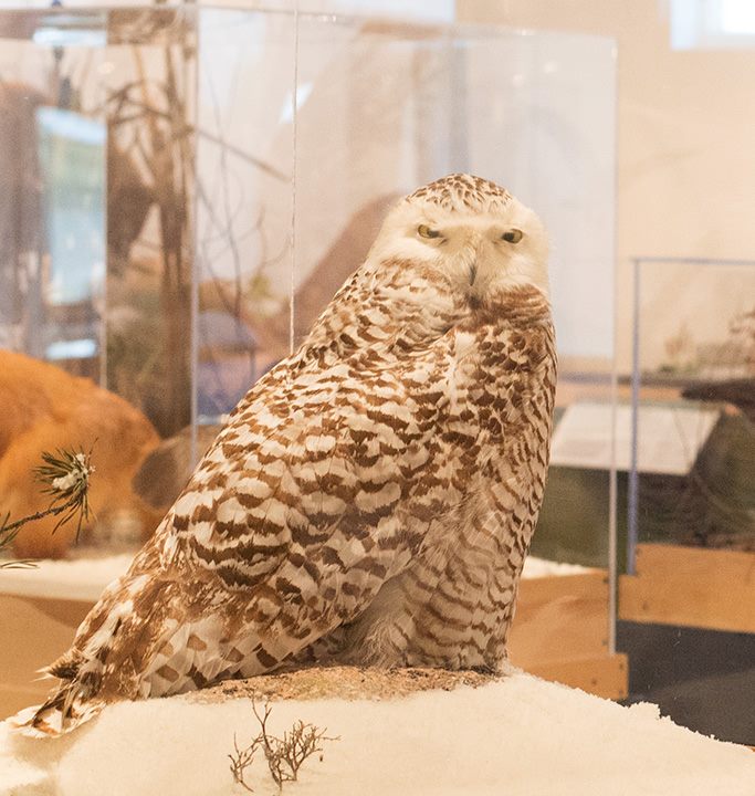 Check Out the George B. Dorr Museum