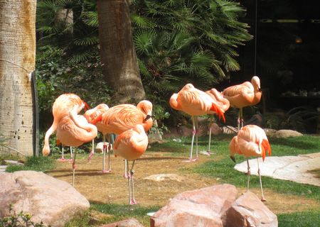 Flamingo Wildfire Habitat