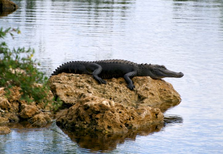 The Everglades, Florida