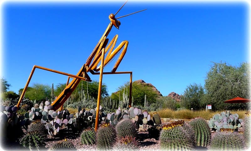 Desert Botanical Garden, Phoenix, Arizona