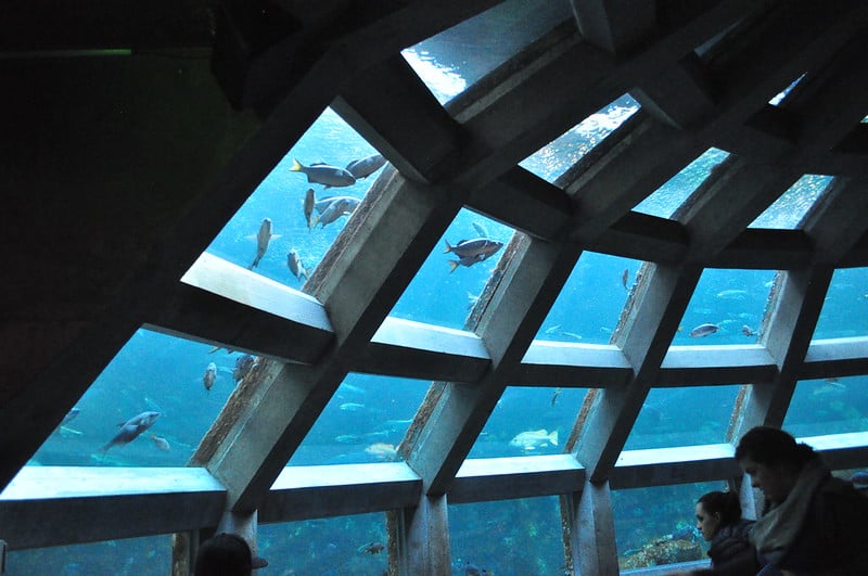 Seattle Aquarium, Seattle, Washington