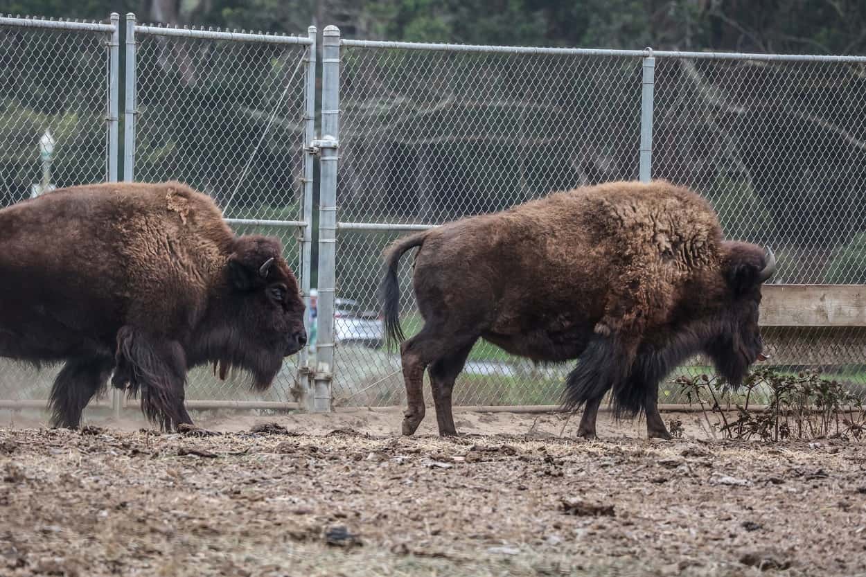 Check Out the Buffalo at Golden Gate Park