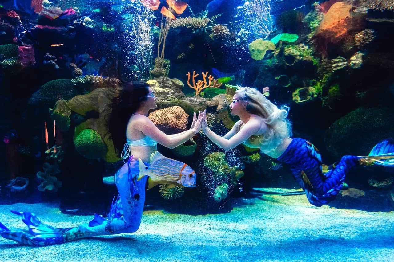 Aquarium Mermaid Show At Silverton Casino