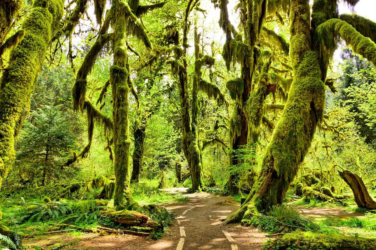 Hoh Rainforest - Olympic National Park, Washington