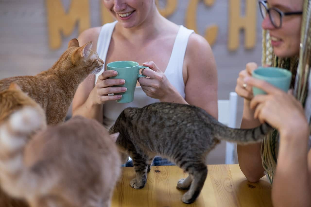 Meowtropolitan Cat Cafe