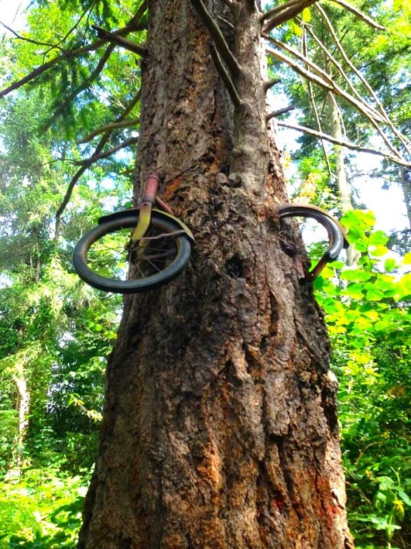 Bicycle Tree (Vashon Island)
