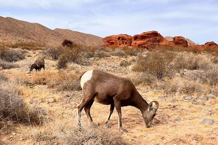 Valley of Fire Tour From Las Vegas: Best Small-Group Half Day Valley of Fire Tour From Las Vegas: Best Small-Group Half Day