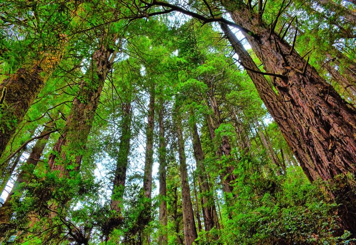 Redwood National and State Parks, Top 20 Attractions California in 2023