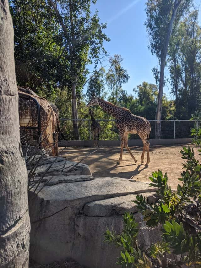 San Diego Zoo, Top 20 Attractions California in 2023