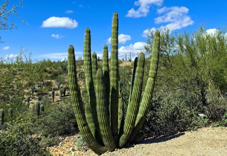 Top 10 Tourist Attractions in Tucson, Arizona