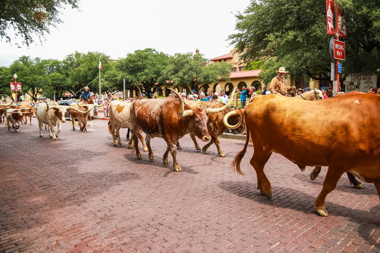 Top 20 Fort Worth Attractions & Things To Do You'll Absolutely Love