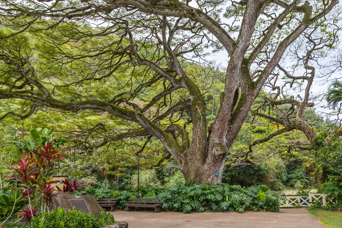Waimea Arboretum and Botanical Garden