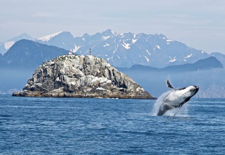 10 Best Whale Watching Destinations in the USA