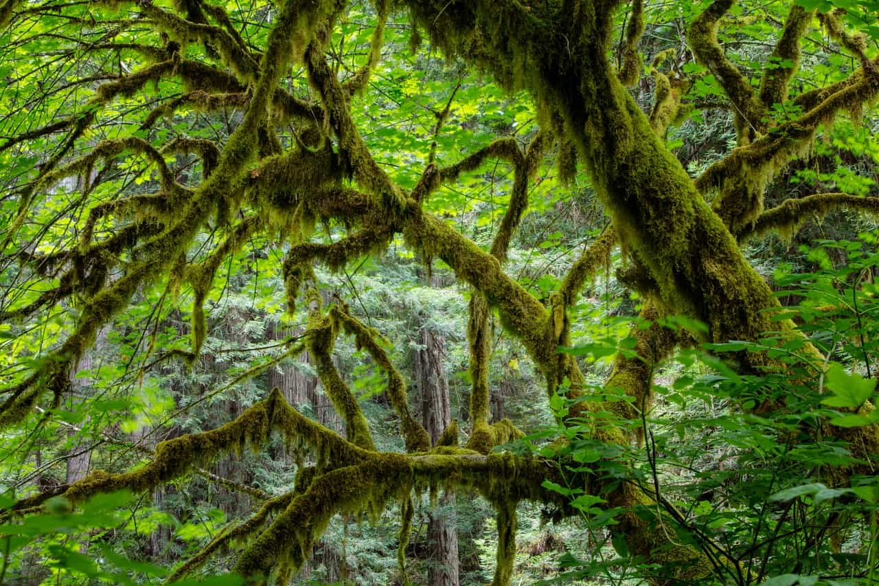 9 Most Beautiful Rainforests In The USA You Just Can't Miss